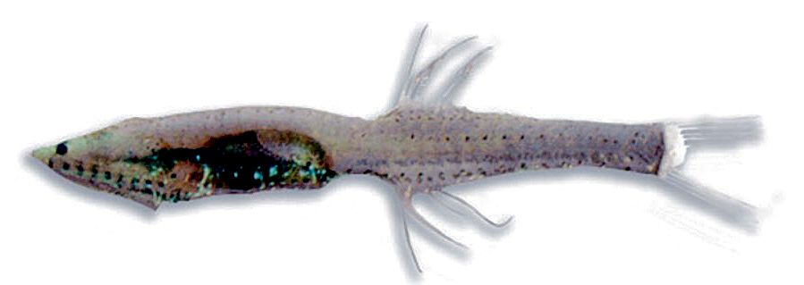 Cyclothone braueri_04.jpg